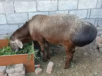 Ovan, Hissar sheep — fotografija 2