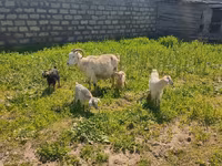 بز ماده, بز — عکس 1