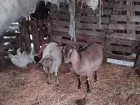 Koza, Nubian Goat — foto 6