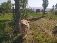 گاو ماده, Simmental cattle — عکس 3