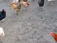 Chickens — الصورة 2