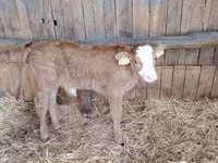 Toro, Vaca Limousin — foto 2