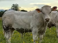 Bik, Charolais cattle — fotografija 6