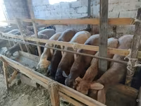 میش, Rhon sheep — عکس 2