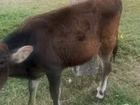 Krowa, Bydło — zdjęcie 1