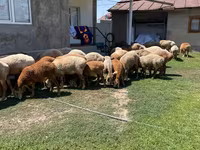 Oaie, Arashan sheep — foto 5