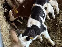 Ng'ombe (kikundi, jinsia haijatajwa), Simmental cattle — picha 2