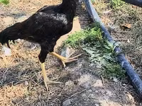 Chickens — foto 3