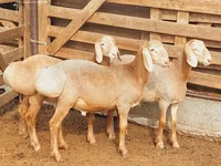 Montone, Arashan sheep — foto 1