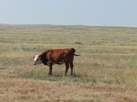 Lembu ternakan (lot, jantina tidak dinyatakan), Simmental cattle — foto 5
