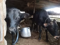 Toro, Bovini — foto 4