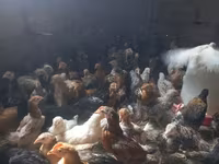 Chickens — foto 3