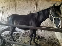 Cavalla, Cavalli — foto 1