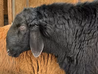 Montone, Arashan sheep — foto 1