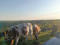 Tehén, Szarvasmarhák — 1. fotó