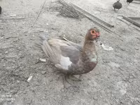 Ducks — foto 2