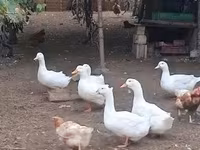 Ducks — fotografija 1