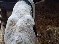 Бұқа, Russian Black pied cattle — 2-сурет