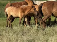 Hingst, Kazakh horse — foto 4