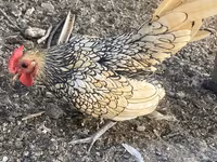 Chickens — photo 1
