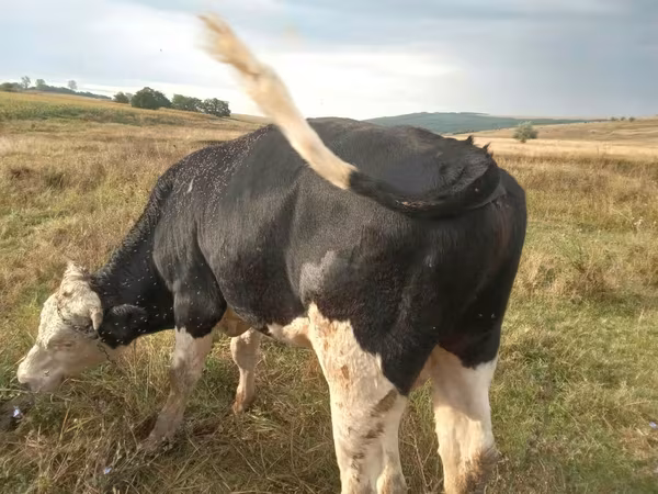Bou, Russian Black pied cattle