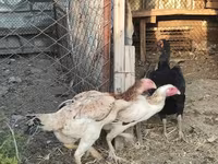 Chickens — foto 2