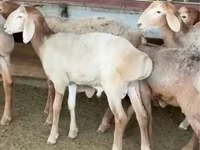قوچ, Arashan sheep — عکس 2