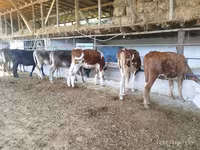 گاو و گوساله (گروه، جنسیت مشخص نشده), Swiss cattle — عکس 3
