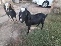 Capra, Saanen goat — foto 6