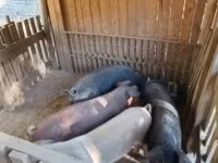 หมูป่าตัวผู้, Дюрок — รูปภาพ 8