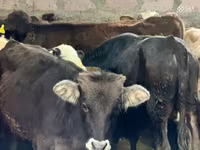 Dibi, Aberdeen-Angus — sawirka 1