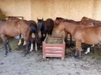 Horse (M), Horses — photo 4