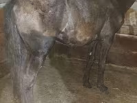 Hengst, Pferde — Foto 1