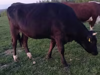 Krava, Simmental cattle — foto 4