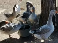 Geese — foto 3