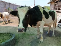 Mucca, Razza Holstein — foto 4