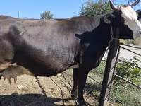 Krava, Russian Black pied cattle — foto 5