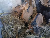பெண் வெள்ளாடு, வெள்ளாடுகள் — புகைப்படம் 1