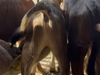 Lembu jantan, Aberdeen-Angus — foto 3