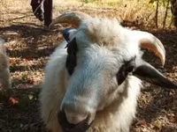 Wad, Racka sheep — sawirka 1