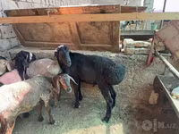 قوچ, Rhon sheep — عکس 1