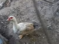 Ducks — Foto 3