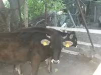 Vaca, Bovinos — foto 4
