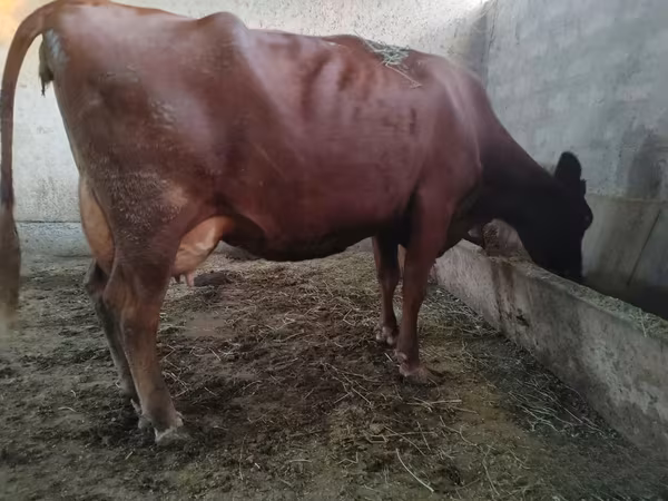 Krava, Red Estonian cattle