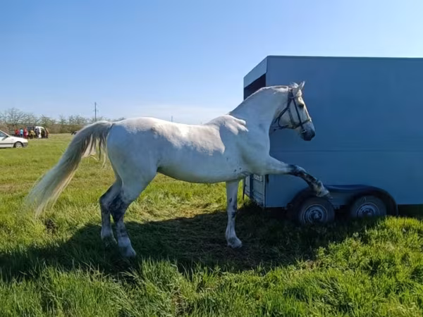 Koń, Orlov Trotter