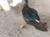 Ducks — foto 3