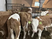گاو نر, Simmental cattle — عکس 3