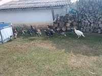 Turkeys — foto 1