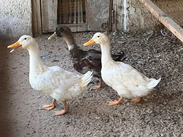 Ducks