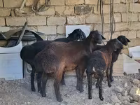 Berbec, Oi — foto 4